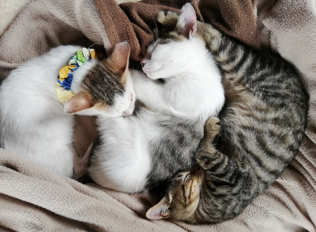 睡眠中の猫 | 健康は睡眠から！！ | 高級交際クラブTen Carat「10カラットブログ」