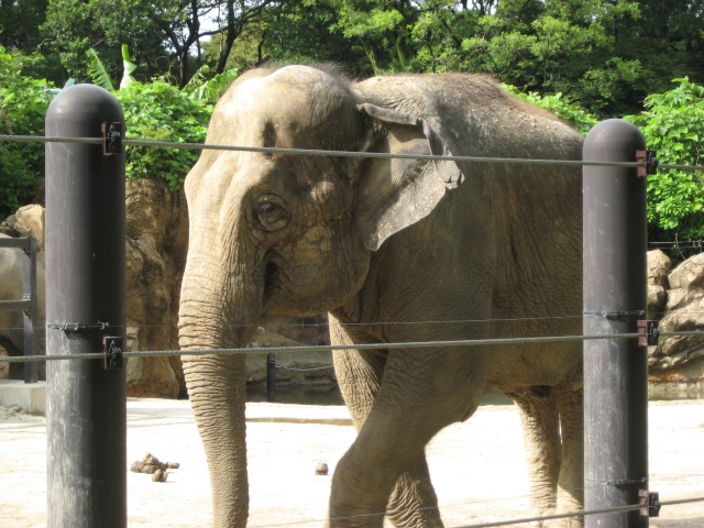 上野動物園のゾウさん | 日本初の近代動物園 | 高級交際クラブTen Carat「10カラットブログ」
