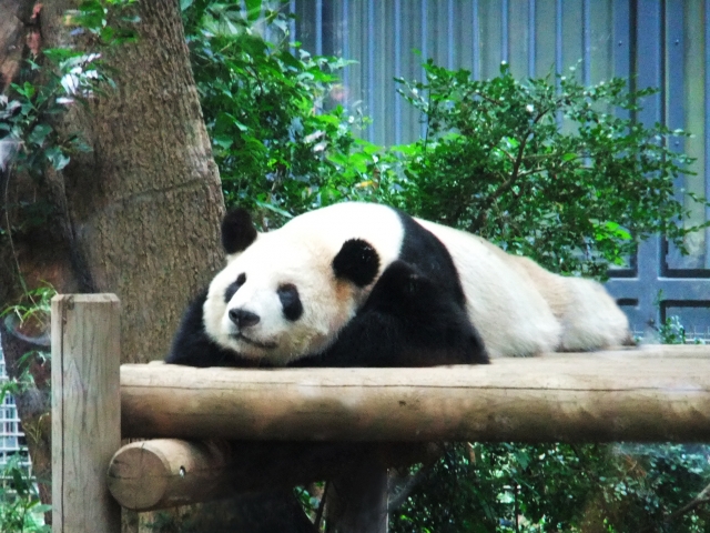 パンダ | 日本初の近代動物園 | 高級交際クラブTen Carat「10カラットブログ」