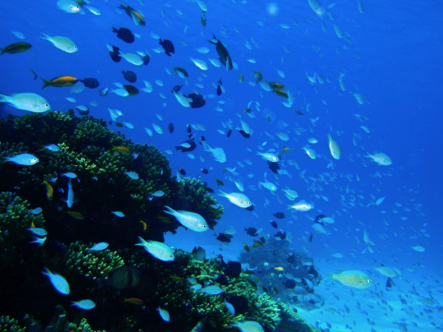 サンゴ礁の魚たち | この夏デートで行きたい国内のリゾートは？ | 高級交際クラブTen Carat「10カラットコラム」