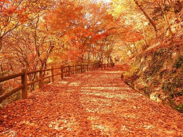 神戸森林植物園 | 今年行きたい、デートにおすすめな紅葉スポット5選（西日本編） | 高級交際クラブTen Carat「10カラットブログ」